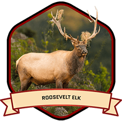 Roosevelt Elk