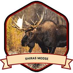 Shiras Moose