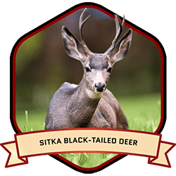 Sitka Blacktailed Deer