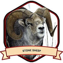 Stone Sheep