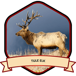 Tule Elk