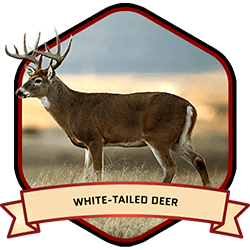 White-tailed Deer