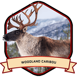 Woodland Caribou