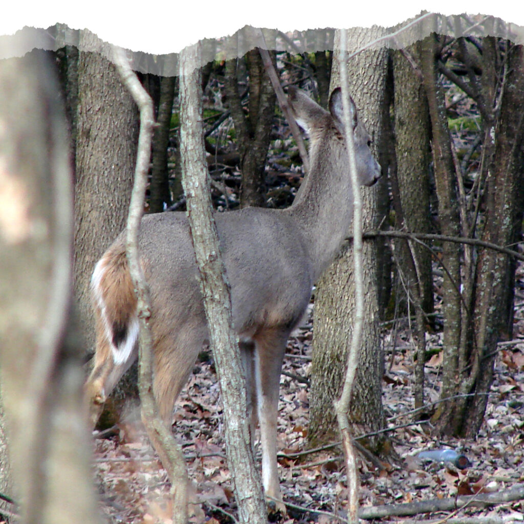 Whitetail Deer Ethology Image 1