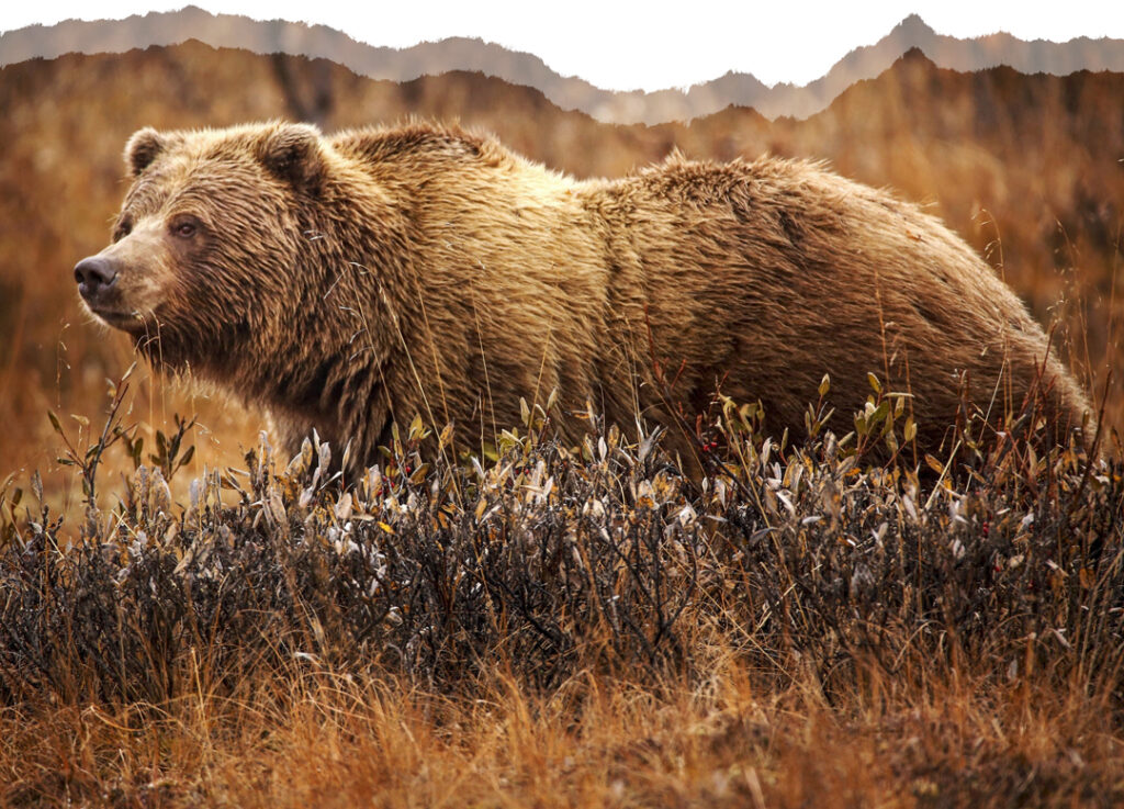 Grizzly Bear Image 2